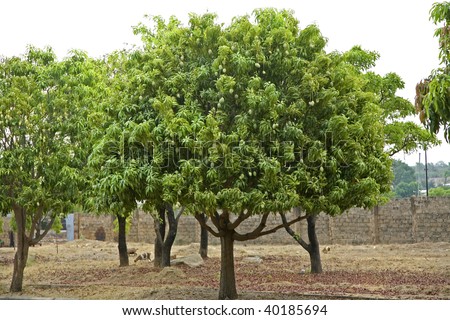 Mango trees in Upper West Region of Ghana Africa