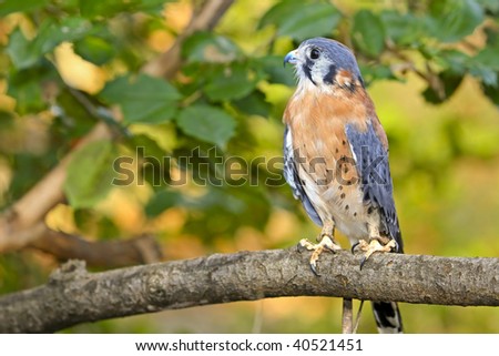 North American Kestrel Falcon