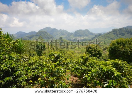 Coffee plantations in the highlands of western Honduras by the Santa Barbara National Park