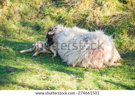 Sheep giving birth to a lamb