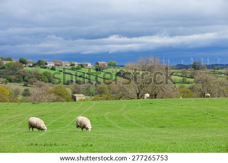 Sheep ewes grazing on farm land wind turbines with in the distance