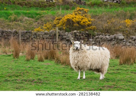 White Sheep ewe hog stood on spring grass in a farm field