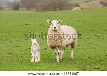 Ewe sheep and single lamb on looking on spring grass