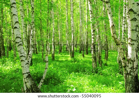 beautiful scene of birch grove