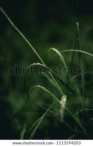 Grass closeup. Photo. After rain wallpaper