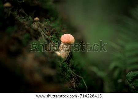 Mushrooms in the forest. Nature wallpaper