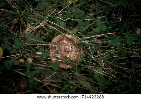 Mushroom in the forest. Nature wallpaper