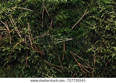 Texture of moss. Nature wallpaper