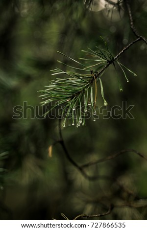 fir branch. Forest wallpaper
