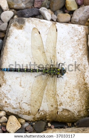 dragon-fly on a stone