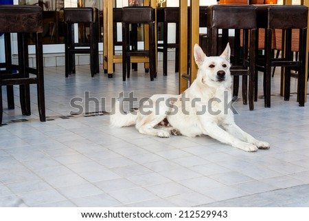 Friendly white dog posing in front of the coffee shop in Greece