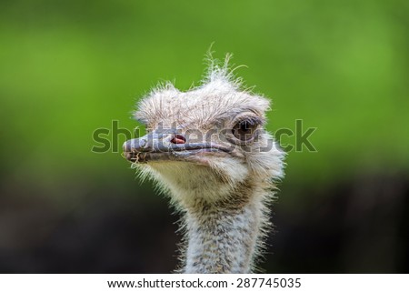Ugly Mug/ Ostrich