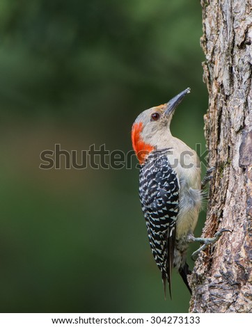 Red-bellied Woodpecker on tree