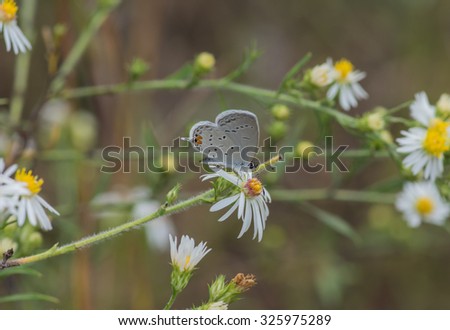 Western Tail Blue butterfly on White Heath Aster