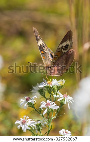 Buckeye butterfly on white heath aster