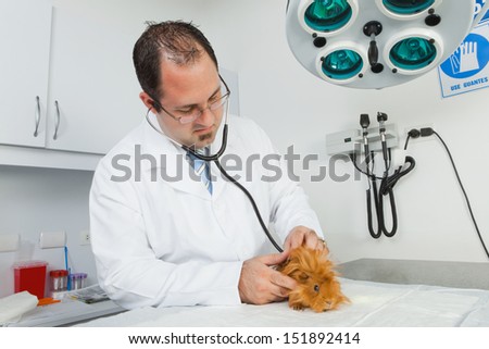 Veterinarian examining guinea pig