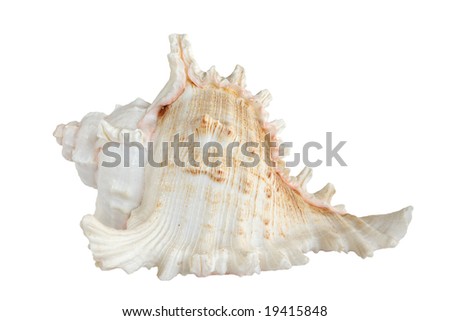 Light sea shell (isolated on white background)