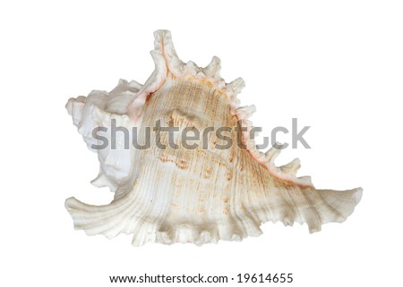 Light sea shell (isolated on white background)