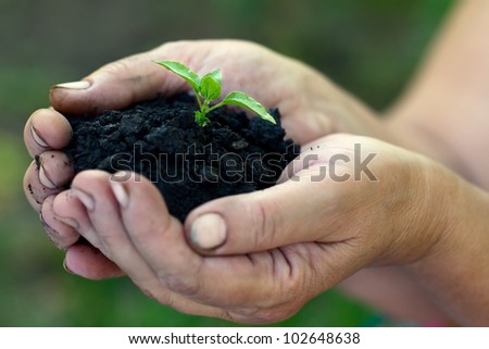 Sprout growing out of the ground which is in women\'s hands