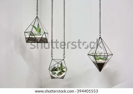 Three glass vases with metallic frames. The vases are hanging on chains on the gray wall background. Inside vases there are plants, ground and pebbles. Close-up photo. Horizontal.