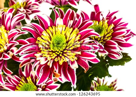 bouquet of chrysanthemums isolated on white background