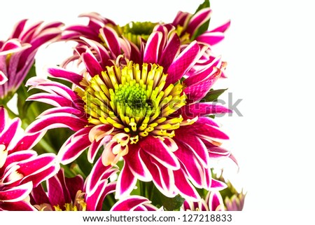 bouquet of chrysanthemums isolated on white background