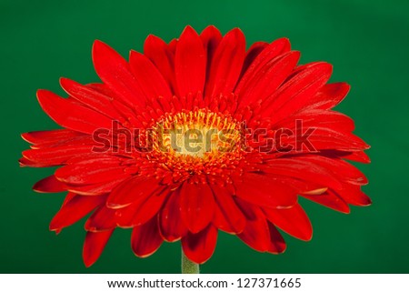 beautiful red flower isolated on green background