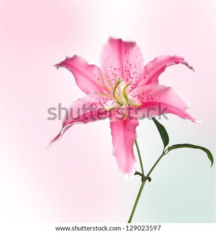 Spring pink flowers isolated on pink background.