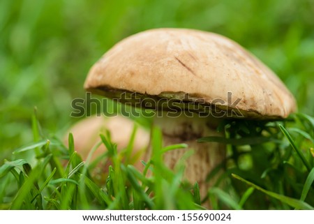edible mushrooms in green grass