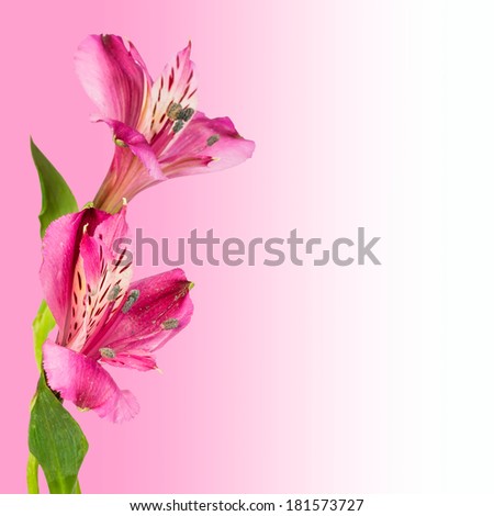 Spring pink flowers isolated on pink gradient background