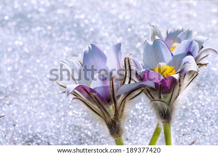 spring flowers on a spring snow