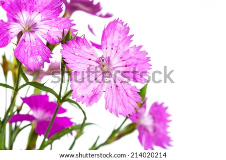 flowers of wild carnation isolated on white background