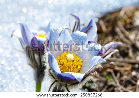 Spring cutleaf anemone flowers in forest.