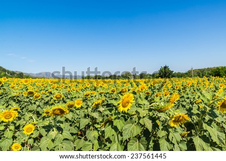 the sun flower field with blue sky