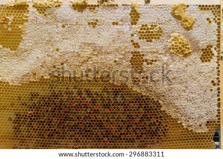 honeycomb with honey . bee bread in new cells