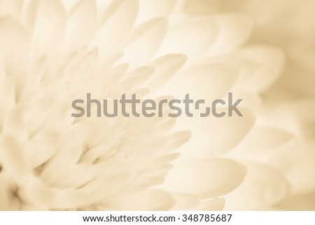 Soft focus flower macro abstract Style sepia tones.Sweet color
