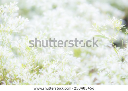 White blurred background. Beautiful white leaf for the background.
