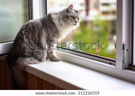 Beautiful cat sitting on a windowsill and looking to the window