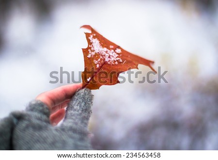 Autumn leaf with first snow in hand. Winter is coming.