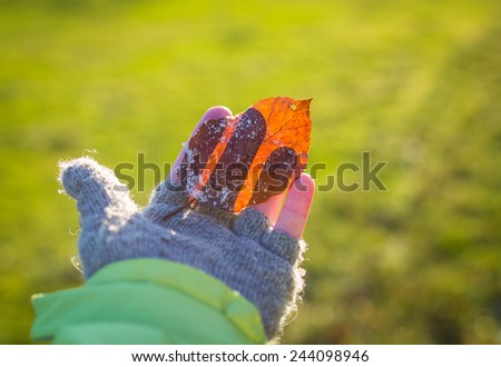 Dry leaf with first snow in hand. Winter sunny picture