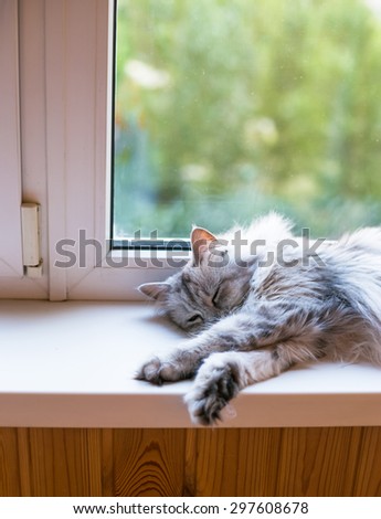 Beautiful grey cat sleeping on windowsill and looking to a window