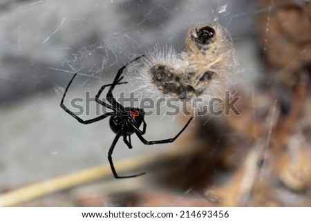 black widow spider on web macro