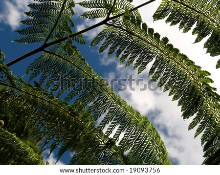 Tree fern frond against a blue sky