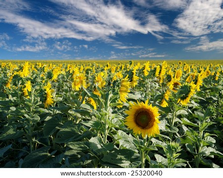 One sunflower in the field looking the other way
