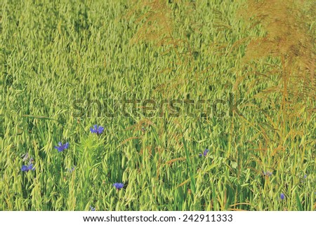 Field of oats and wild flowers