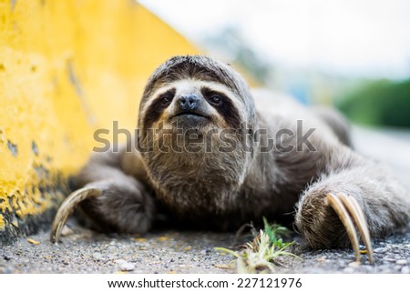 Lost Sloth trying to find its way back a to a Tree
