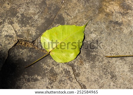 Dry leaf of a Ficus religiosa or Sacred Fig