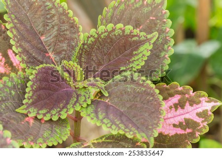 Painted Nettle plant