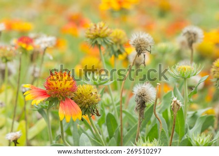 Field of Gaillardia flowers(Blanket flowers)