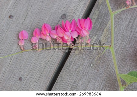 Confederate vine, Coral vine, Mexican coral vine, Mexican creeper, Queen's jewels, Queen's wreath flowers on wooden floor